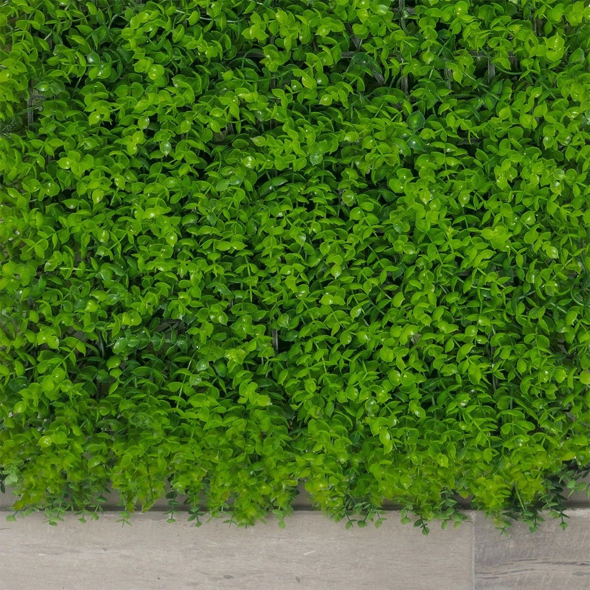 Jardin Vertical Interior Pilcomayo 60x40cms - Image 2